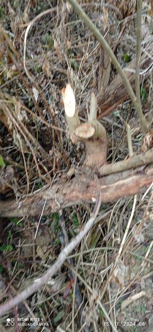 bobrí hrad na TML_CastFibe_060