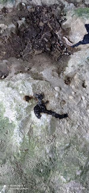 čerstvý a stredne starý trus vydry riečnej 