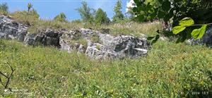 skalné sutiny TML_ParnApol_011 Vernár