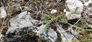 živná rastlina rozchodník biely (Sedum album) na TML_ParnApol_011