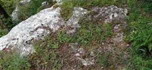 živné rastliny rozchodníka bieleho (Sedum album) na TML_ParnApol_011