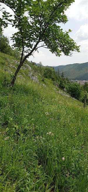 skalné sutiny TML_ParnApol_011 Vernár