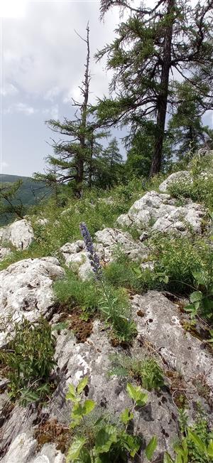 skalné sutiny na Barbolici v TML_ParnApol_011 Vernár