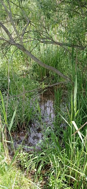 TML_BufoViri_021_Tomášovský rybník