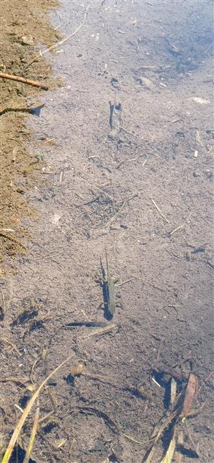 Triturus montadoni na TML_BombVari_021