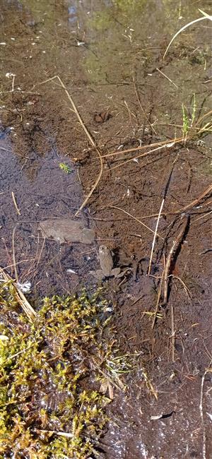 Bombina variegata adult na TML_BombVari_021