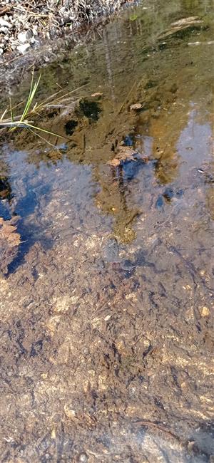 Bombina variegata plávajúca v obnovenej jame pre obojživelníky TML_BombVari_021 