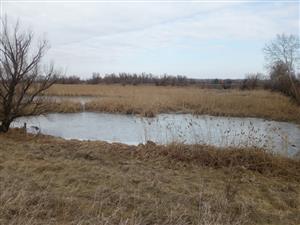 Pohľad na severnú časť TML Alúvium Žitavy, Martovce, severne od cest. mosta. Foto: 21.2.2025, J.Lengyel.