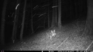 Canis lupus zachytený na jednej z fotopascí v rámci TML