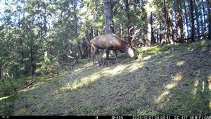 Cervus elaphus zachytený na jednej z fotopascí v rámci TML