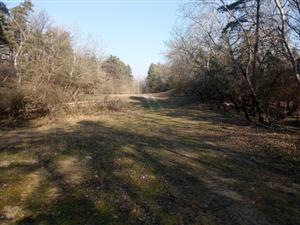 TML Mužla, Čenkovský les, centrálna lesná časť. Foto: 5.2.2025, J.Lengyel.