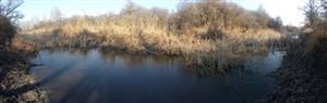 Severná časť TML Mužla, Čenkovský les, severná mokraďná depresia. Biotop F.silvestris. Foto: 5.2.2025, J.Lengyel.