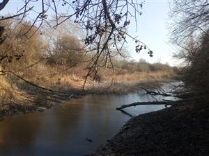 Pohľad na severnú časť TML Mužla, Čenkovský les, severná mokraďná depresia. Foto: 5.2.2025, J.Lengyel.