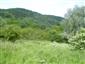 užovka stromová (31.5.2014)