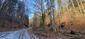 sova lesná (obyčajná) (28.2.2025)