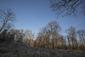 sova lesná (obyčajná) (18.2.2025)
