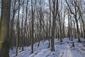 sova lesná (obyčajná) (17.2.2025)