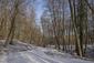 sova lesná (obyčajná) (5.3.2025)