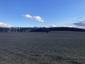 sova lesná (obyčajná) (28.2.2025)