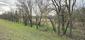 sova lesná (obyčajná) (23.3.2025)