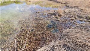 vajíčka skokana hnedého