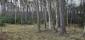 sova lesná (obyčajná) (24.3.2025)