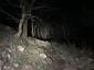 sova lesná (obyčajná) (4.4.2025)