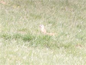 Spermophilus citellus