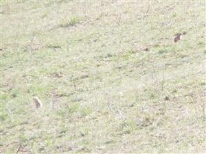 Spermophilus citellus