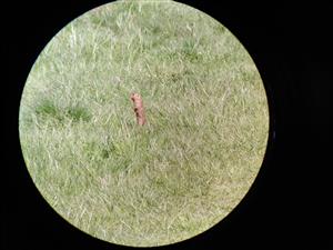 Spermophilus citellus