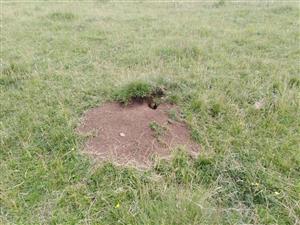 Aktívna nora - lokalita Nilaše