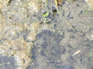 Ropucha bradavičnata - žubrienky