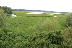 Pohľad na zaplavené centrálne a J časti TML Maňa, Žitavský luh. Foto: 6.5.2025, J.Lengyel.