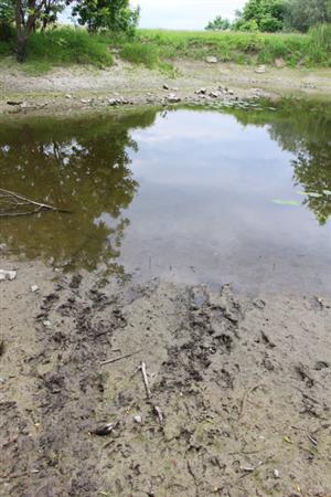 Stopové dráhy ad. jedincov bobrov vodných (Castor fiber), TML Apálsky ostrov, foto: 21.5.2025, J.Lengyel.