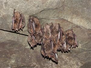 Myotis myotis