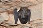 Barbastella barbastellus