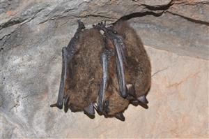 Myotis brandtii