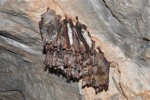 Myotis myotis