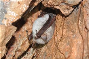 Myotis nattereri