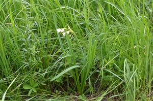 Detail porastu s Leucojum aestivum