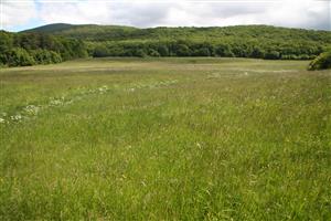 Celkový pohľad na biotop v smere východ