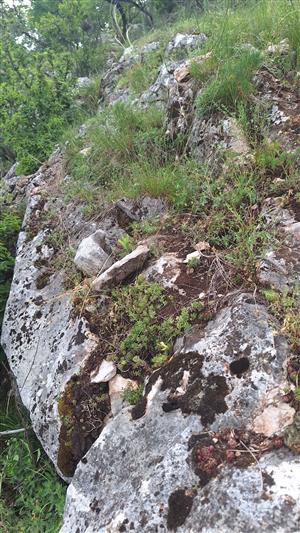 Záber na monitorovaný biotop. 