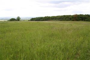 Celkový pohľad na biotop v smere západ