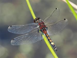 Leucorrhinia pectoralis, samec
