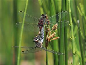 Leucorrhinia pectoralis, PAR