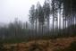 sova lesná (obyčajná) (13.3.2025)