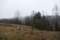 sova lesná (obyčajná) (14.3.2025)