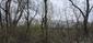 sova lesná (obyčajná) (7.4.2025)
