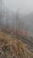 sova lesná (obyčajná) (25.3.2025)