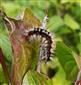 Eriogaster catax